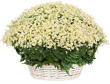 Цветочная композиция из Ромашки в корзине #REPLACE_PRED# Мариинском Посаде